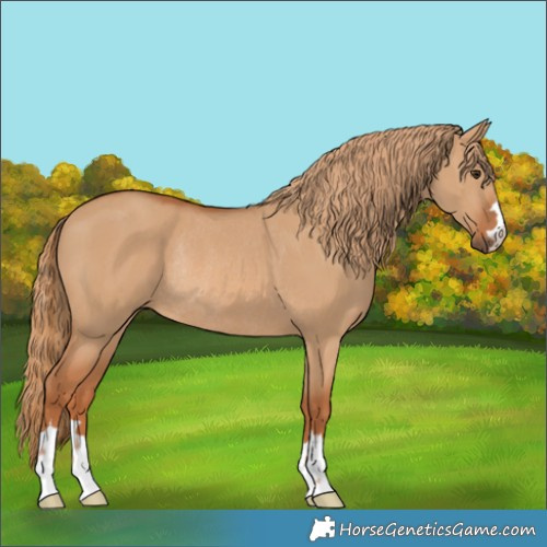 Horse Color:Red Dun Rabicano 