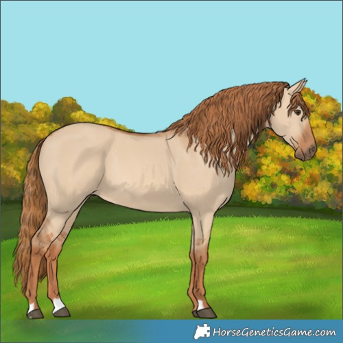 Horse Color:Red Dun 