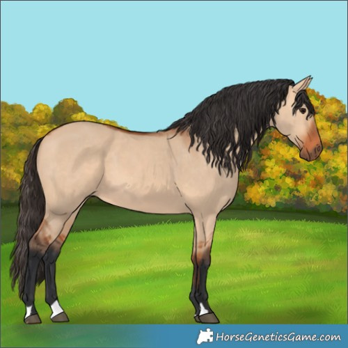 Horse Color:Bay Dun 