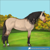 Horse Color:Bay Dun