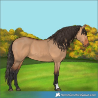 Horse Color:Bay Dun