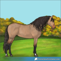 Horse Color:Bay Dun