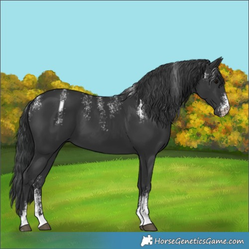 Horse Color:Powder White Black 
