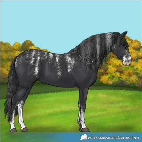 Horse Color:Powder White Black 