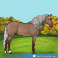 Horse Color:Silver Bay Dun 