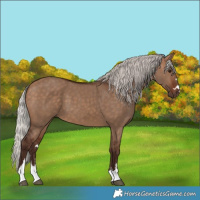 Horse Color:Silver Bay Dun 