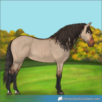 Horse Color:Bay Dun