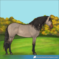 Horse Color:Bay Dun 