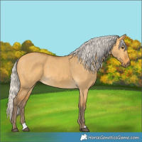 Horse Color:Silver Buckskin Dun 