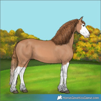 Horse Color:Chestnut Splash 