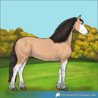 Horse Color:Bay Dun Splash