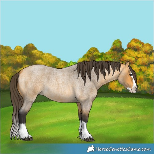 Horse Color:Buckskin Roan Splash