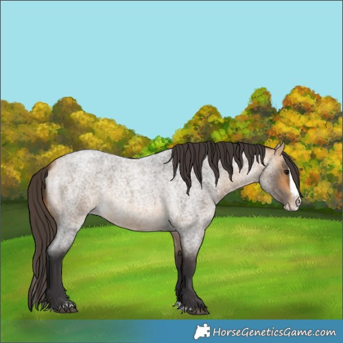 Horse Color:Buckskin Roan Splash