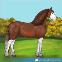 Horse Color:Chestnut Splash