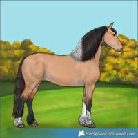 Horse Color:Bay Dun Tobiano 