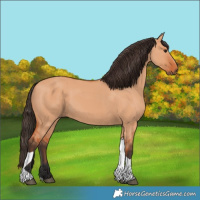 Horse Color:Bay Dun Tobiano