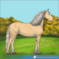 Horse Color:Palomino Splash