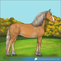 Horse Color:Palomino Splash 
