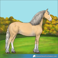 Horse Color:Palomino Splash
