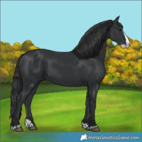 Horse Color:Black Splash