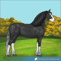 Horse Color:Black Splash 
