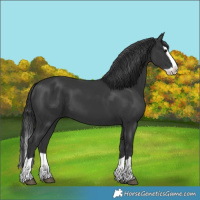 Horse Color:Black Splash 