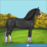 Horse Color:Black Splash