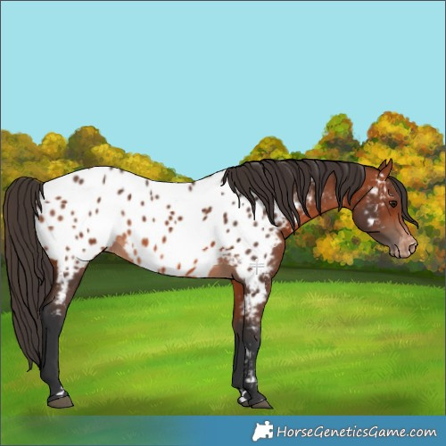 Horse Color:Bay Appaloosa 