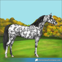 Horse Color:Blue Roan Leopard 