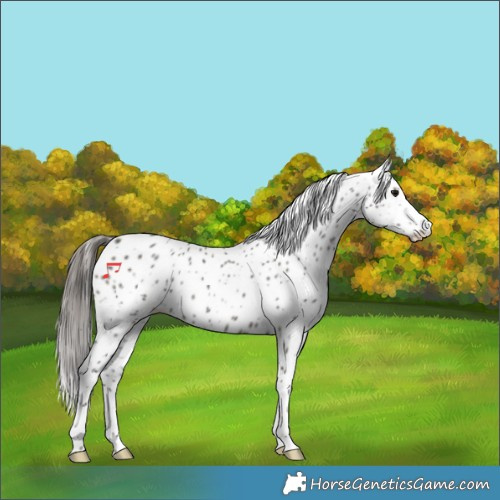 Horse Color:Grullo Appaloosa Rabicano 