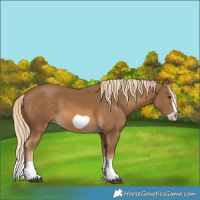 Horse Color:Chocolate Palomino Splash Frame 
