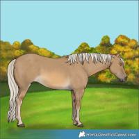 Horse Color:Chocolate Palomino Dun Rabicano