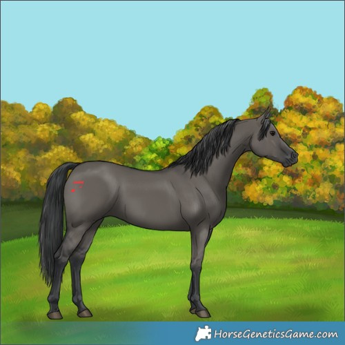 Horse Color:Grullo Rabicano 