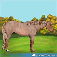 Horse Color:Red Roan