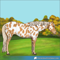 Horse Color:Palomino Appaloosa 