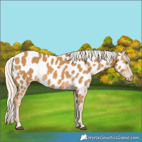 Horse Color:Palomino Near Leopard 