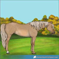Horse Color:Chocolate Palomino Dun 