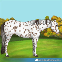 Horse Color:Liver Red Dun Appaloosa Rabicano