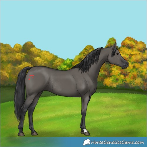Horse Color:Grullo Rabicano 