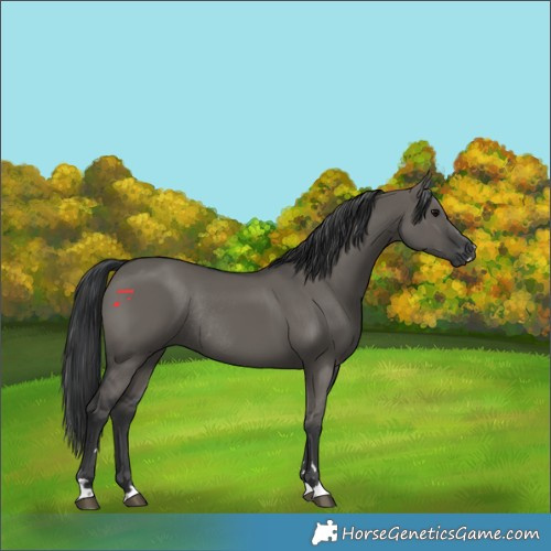 Horse Color:Grullo Rabicano 