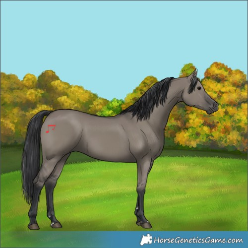 Horse Color:Grullo Rabicano 