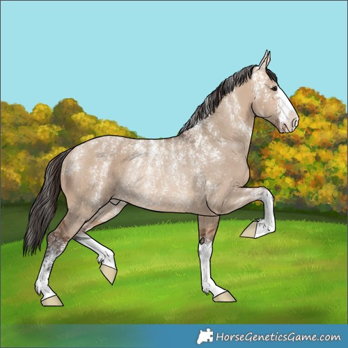 Horse Color:Powder White Bay Dun Rabicano 