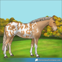 Horse Color:Palomino Tobiano Blanket 