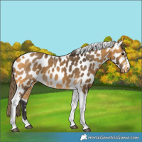 Horse Color:Buckskin Tobiano Near Leopard 