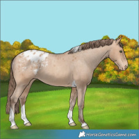 Horse Color:Amber Champagne Tobiano Blanket Rabicano