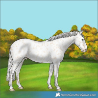 Horse Color:Silver Amber Champagne Dun Tobiano Appaloosa Rabicano 