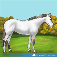 Horse Color:Buckskin Roan Tobiano Appaloosa 