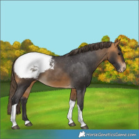 Horse Color:Buckskin Tobiano Snowcap 