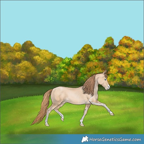Horse Color:Buckskin Pearl Sabino
