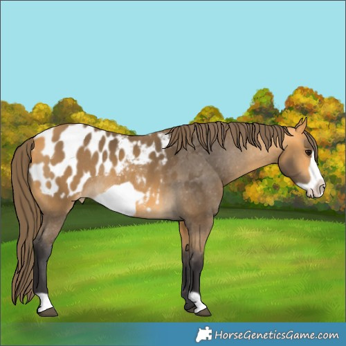 Horse Color:Buckskin Frame Appaloosa Rabicano 